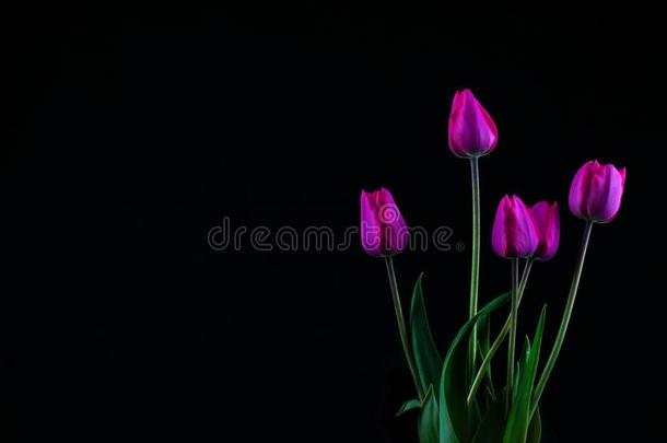 花束关于紫罗兰郁金香向黑的背景和复制品空间