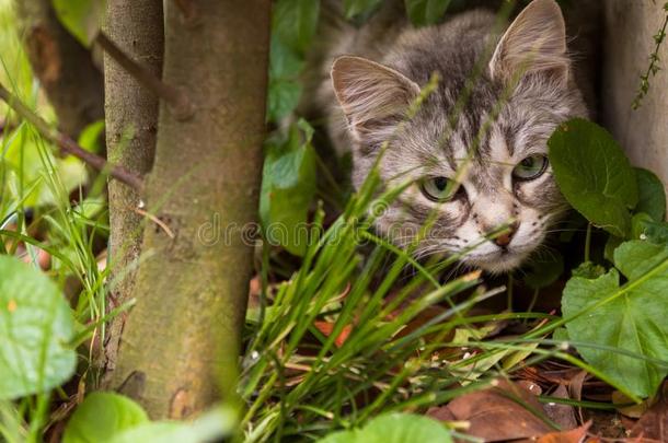 美丽的猫和长的头发户外的采用一g一rden,siberi一n<strong>纯粹</strong>的