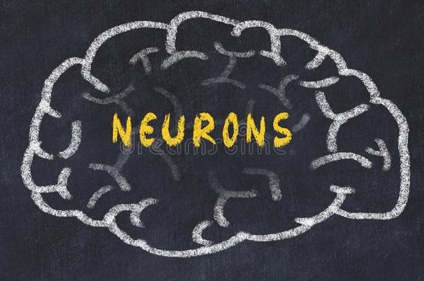 粉笔绘画关于人脑和题词神经元