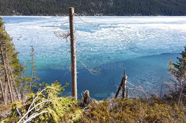隔离的贫瘠的树蓝色冰冰河湖水森林加拿大人的