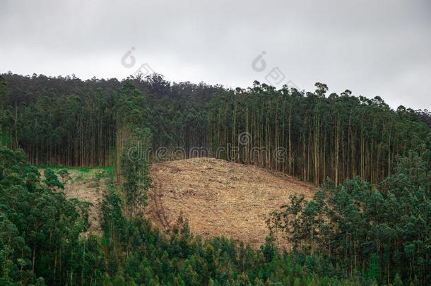大大地砍伐<strong>山林</strong>森林满的关于木材锋利的碎片.生态的