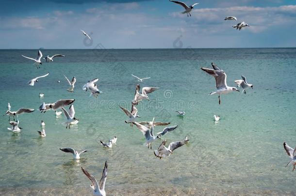 海鸥是浮动和飞越过指已提到的人海表面