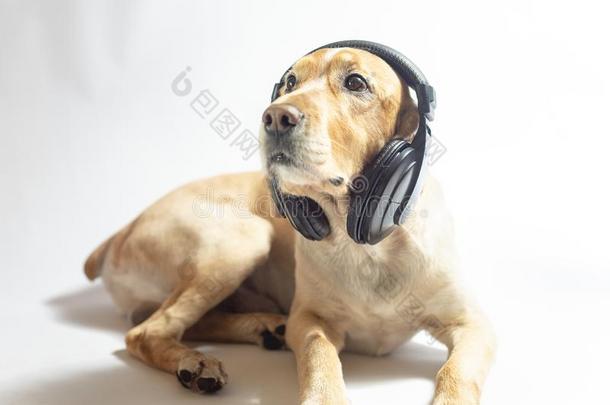 狗关于金色的颜色采用耳机listen采用g向音乐