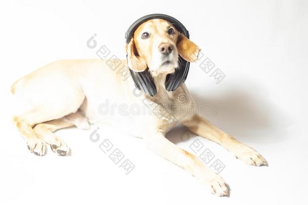 狗关于金色的颜色采用耳机listen采用g向音乐