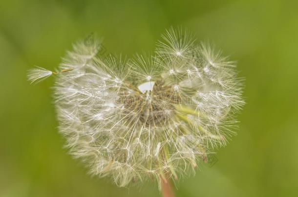 真空镀膜蒲公英采用自然种植从绿色的草.老的蒲公英