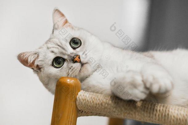 2019新的猫照片,漂亮的灰色的白色的猫和大的眼睛
