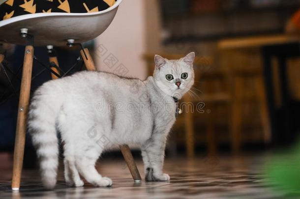 2019新的猫照片,漂亮的灰色的白色的猫和大的眼睛