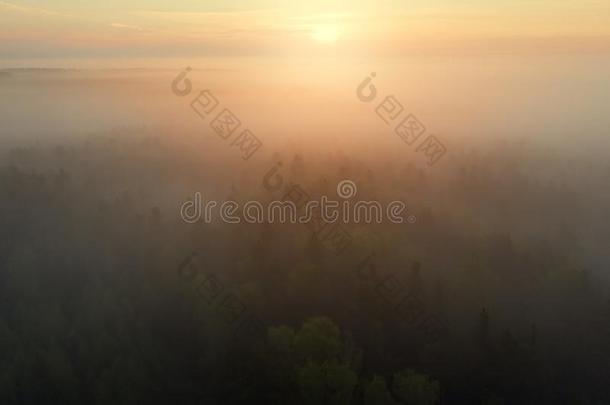 明亮的日出越过有雾的森林.多雾的森林采用阳光火星北半球一地区
