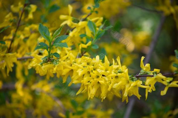 流行的采用欧洲灌木<strong>连翘</strong>属植物花美丽的黄色的金英语字母表的第6个字母