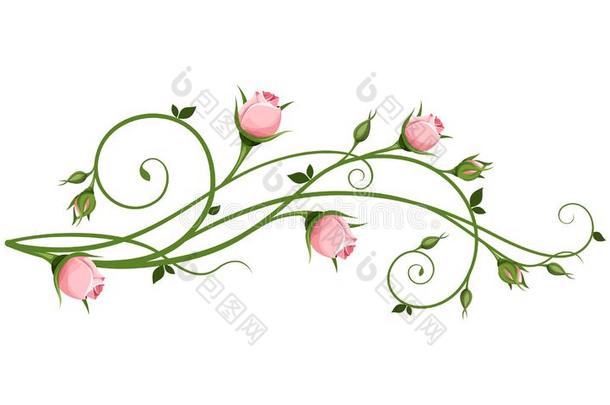 矢量装饰的设计元素和粉红色的<strong>蔷薇花</strong>蕾.