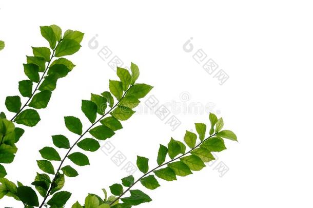 <strong>客家</strong>茶水植物树叶和树枝向白色的隔离的后座