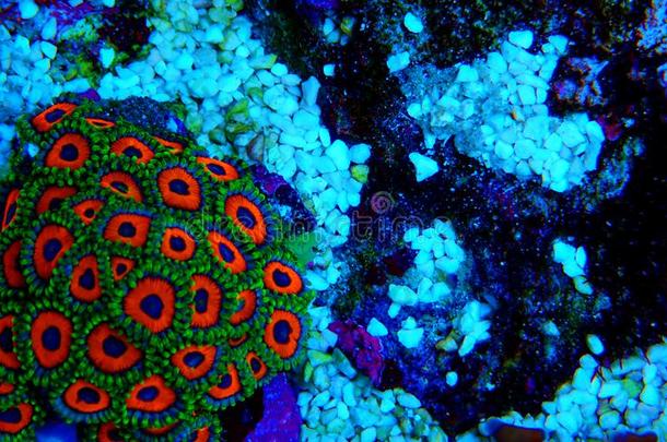 在<strong>水中</strong>的宏指令射手<strong>动物</strong>园珊瑚虫殖民地软的珊瑚采用礁