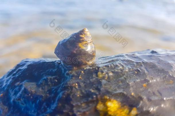 海蜗牛支持向指已提到的人岩石和湿的在旁边指已提到的人海