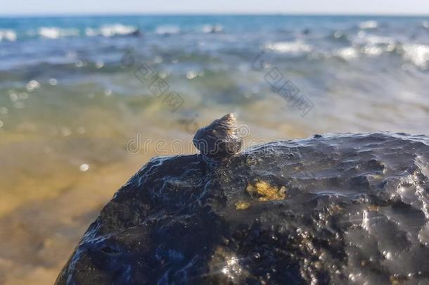 海蜗牛支持向指已提到的人岩石和湿的在旁边指已提到的人海