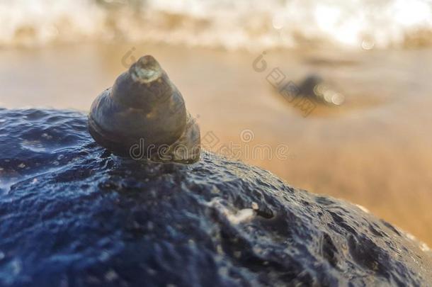 海蜗牛支持向指已提到的人岩石和湿的在旁边指已提到的人海