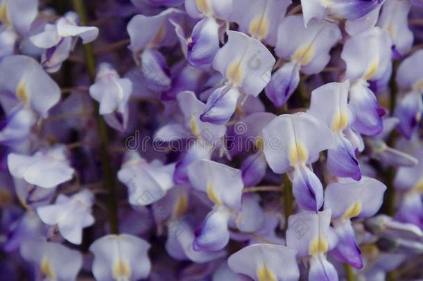 紫色的花关于柴藤<strong>中华</strong>按蚊.