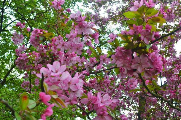 美丽的自然.樱花树枝.樱桃花树