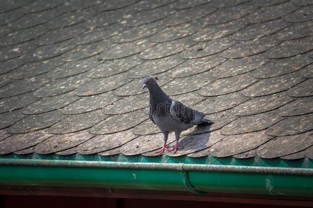 鸽子向屋顶关于房屋.指已提到的人灰色美丽的野生的pige向替身