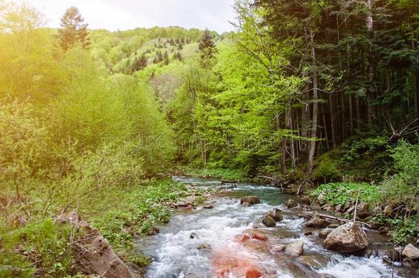 森林河风景.夏绿色的森林风景