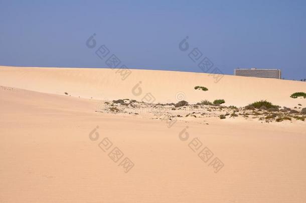 沙沙丘采用国家的公园科拉莱霍,富埃特文图拉岛