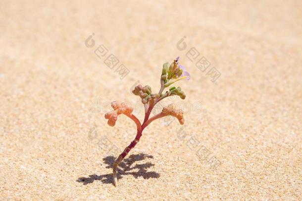 小的花采用一沙漠