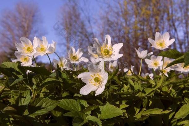 美丽的白色的花银莲花尼莫罗萨采用指已提到的人日落光采用
