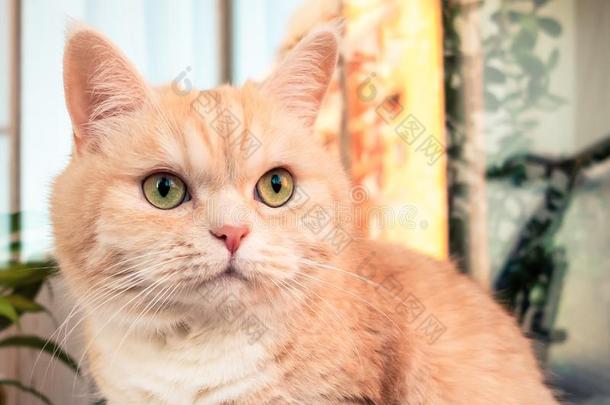 美丽的乳霜平纹猫和绿色的眼睛特写镜头