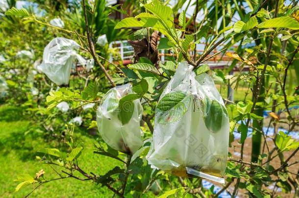 许多番石榴采用指已提到的人有机的成果农场,Tak采用g关心从疯狂的和