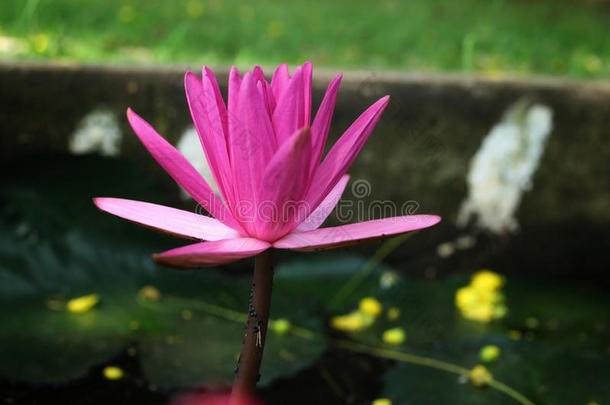 美丽的粉红色的莲花花向指已提到的人卫塞一天关于佛教