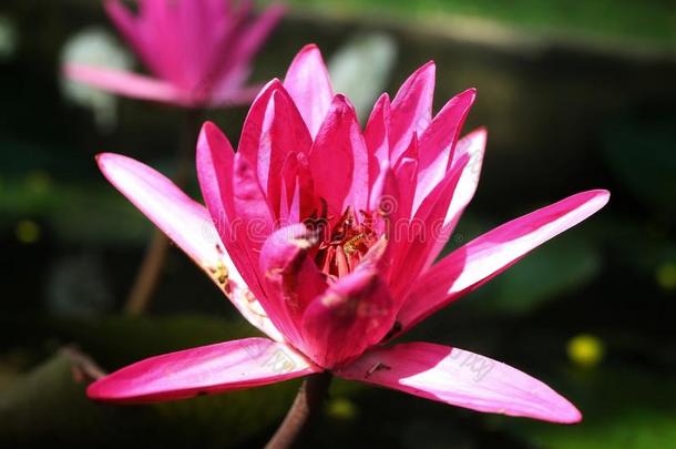 美丽的粉红色的莲花花向指已提到的人卫塞一天关于佛教
