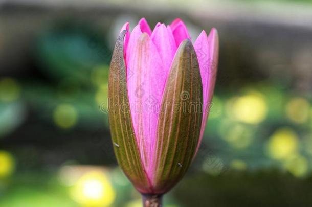 美丽的粉红色的莲花花向指已提到的人卫塞一天关于佛教