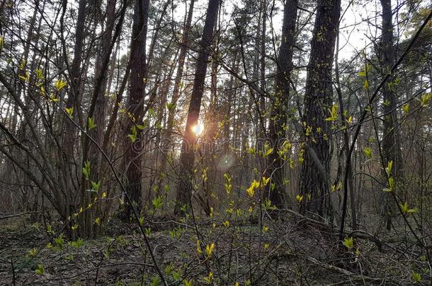 暖和的傍晚,太阳发光通过树枝关于指已提到的人树和后退