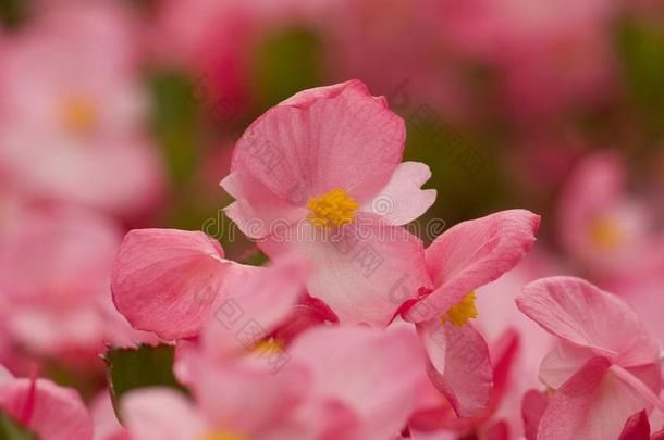 浪漫的粉红色的花,夏野苹果花