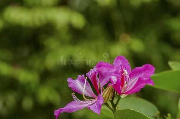 <strong>羊蹄</strong>甲属植物紫癜瀑布.花