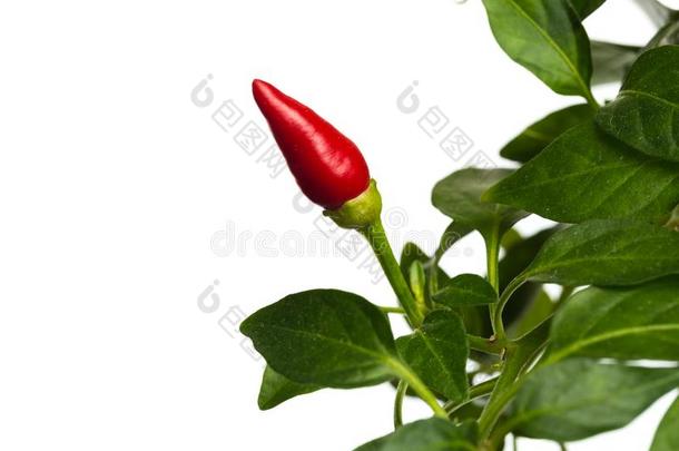 房屋植物<strong>红色</strong>的热的胡椒采用<strong>花盆</strong>隔离的向白色的后面
