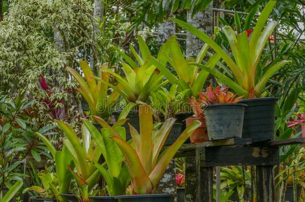凤梨科植物植物采用热带的花园