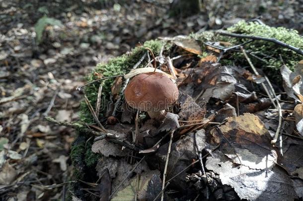 秋收割关于蘑菇