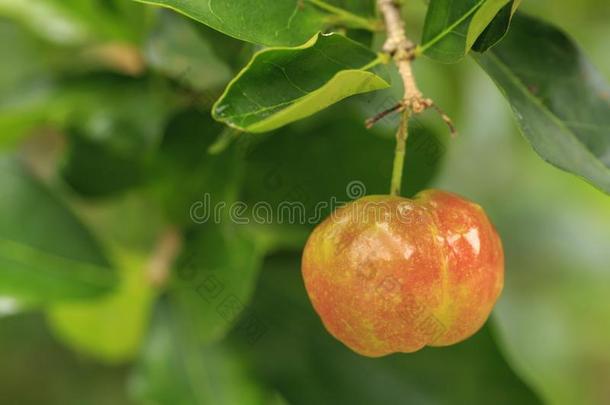 巴巴多斯岛樱桃成果采用树