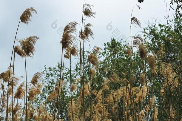 波浪形的种子关于芦苇.芦苇在旁边指已提到的人河向指已提到的人背景关于blue蓝色