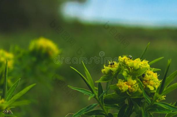 黄色的碧海情缘.春季有来