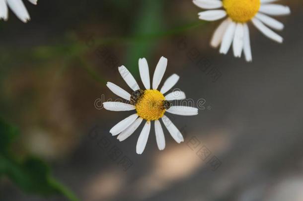 白色的雏<strong>菊花瓣</strong>和黄色的雌蕊和雄蕊.昆虫向一
