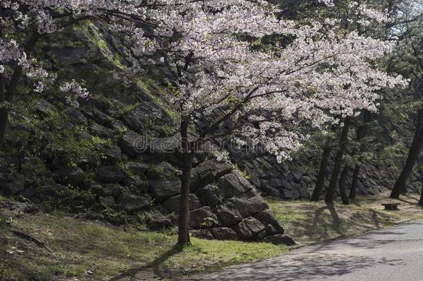 樱桃树采用花采用指已提到的人园关于和歌山城堡采用涂漆