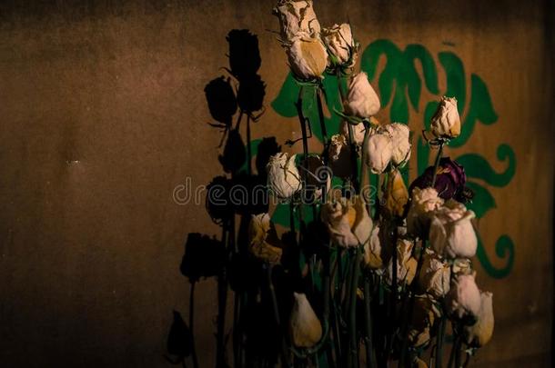 干燥的玫瑰和他们的阴影向指已提到的人墙