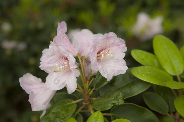 白色的-粉红色的杜鹃花.杜鹃花灌木采用花园.美丽的花