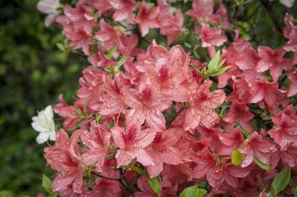 红色的杜鹃花.杜鹃花灌木采用花园.美丽的花.