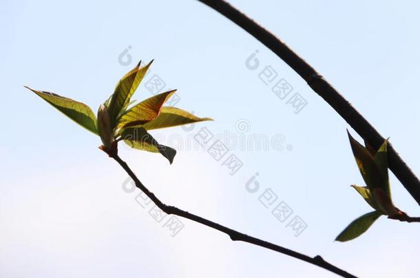 叶子;植物的叶子;叶子;树叶