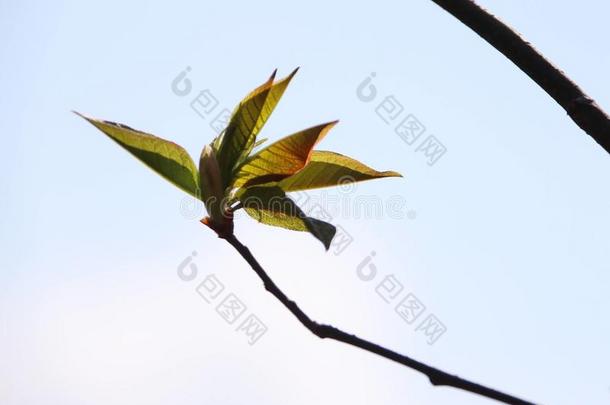 叶子;植物的叶子;叶子;树叶