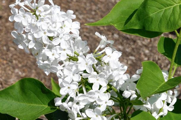 弗雷德里克法奥姆斯特德丁香花属