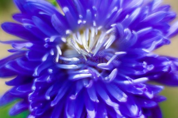 蓝色雪花莲和水珠落下特写镜头,春季花.蓝色花