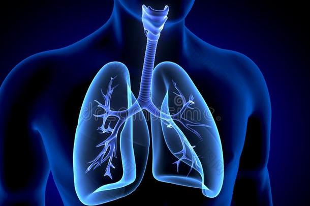 3英语字母表中的第四个字母说明关于人身体机构<strong>肺解剖</strong>